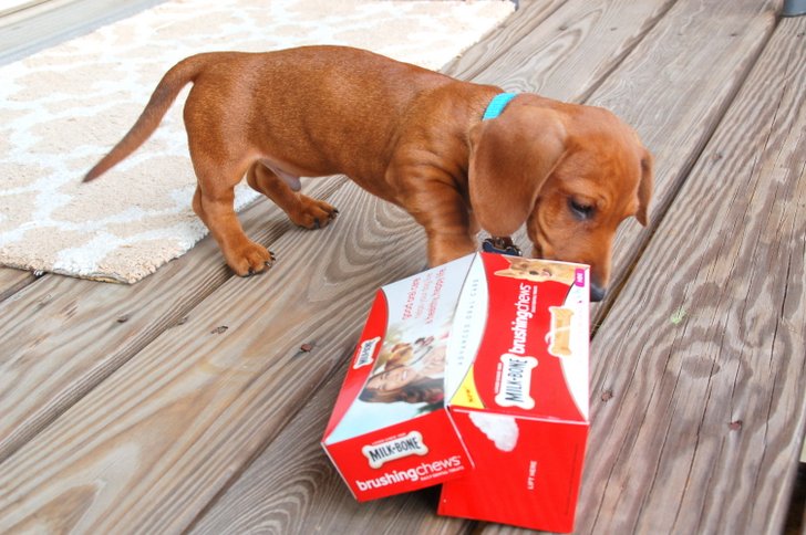 Doggy Dental Health