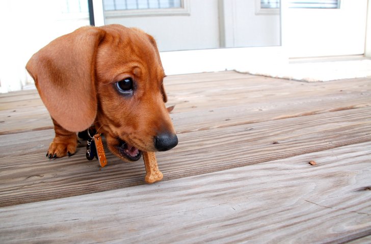 Doggy Dental Health