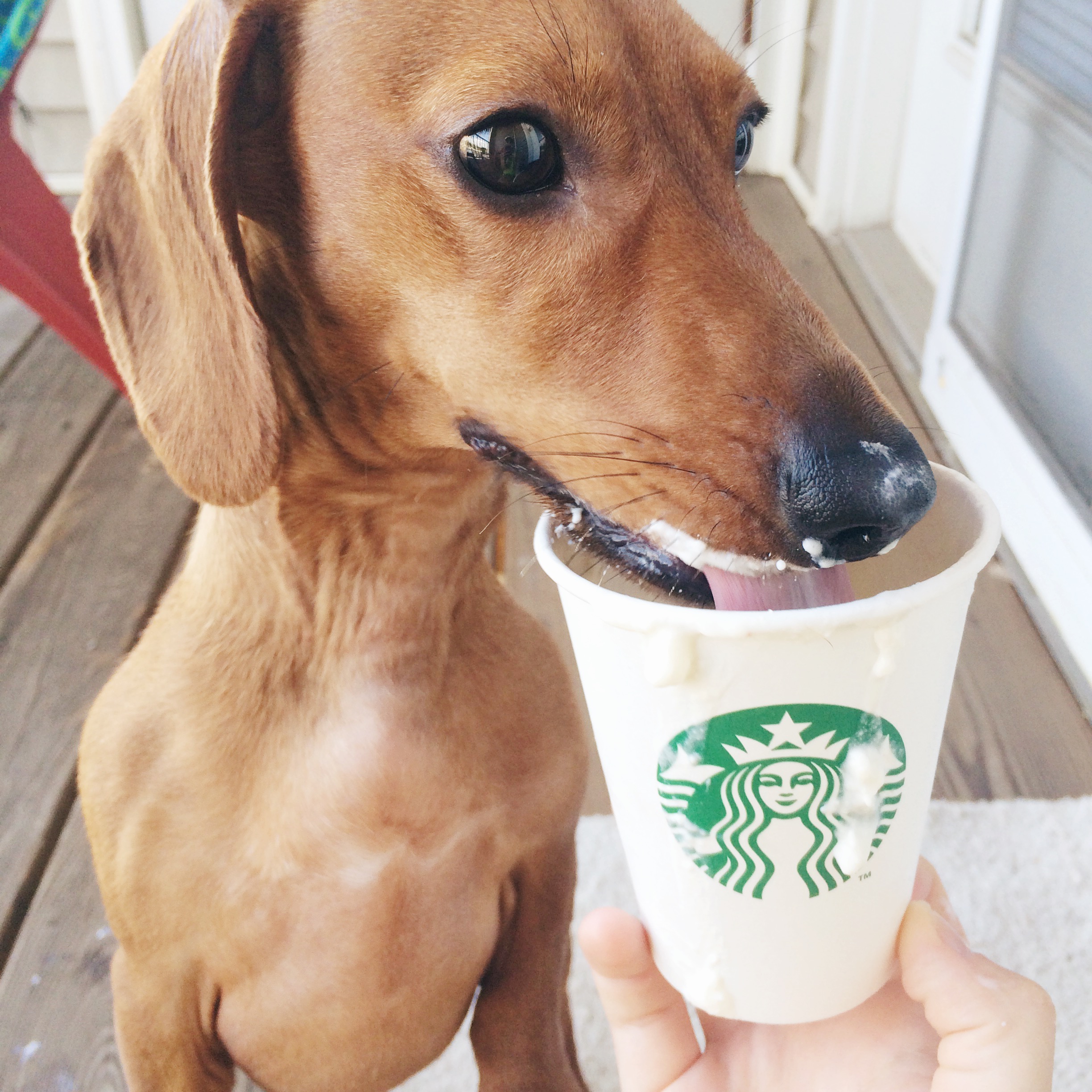 Pupachino